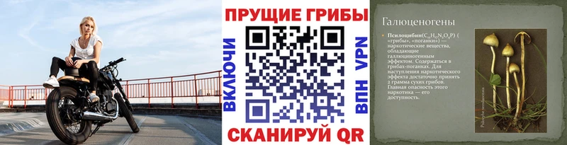 Псилоцибиновые грибы Cubensis  гидра вход  Великий Новгород 