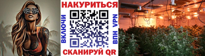 купить   Великий Новгород  Канабис конопля 
